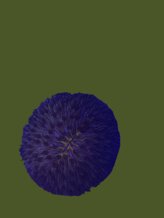 Dome Plate Coral