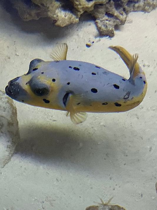 Yellow Belly Dogface Puffer