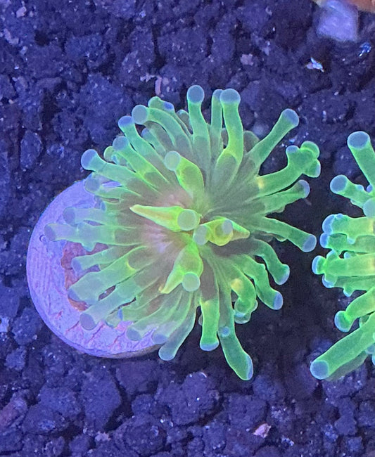 Frogpawn Coral 004