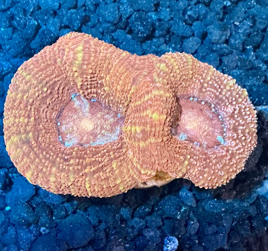 Acan Bowerbanki Frag  001