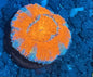 Lord Acan Frag  002