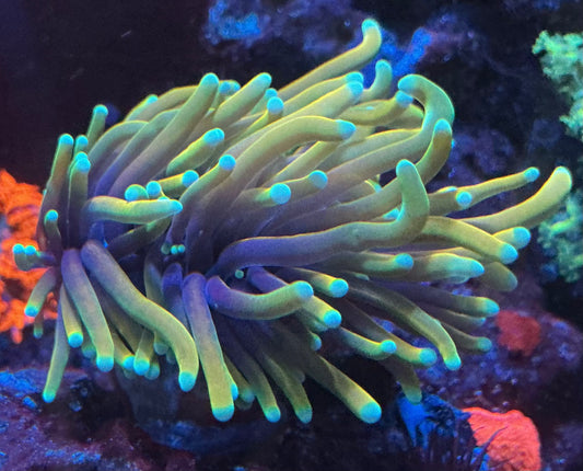 Blue Tip Indo Gold Torch 2 Heads 005