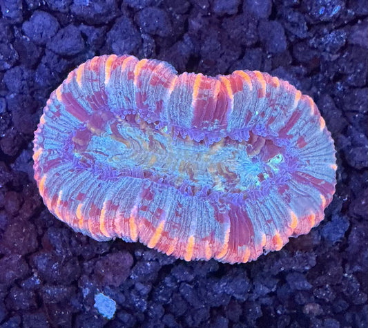 Aussie Trachy Brain Coral 002
