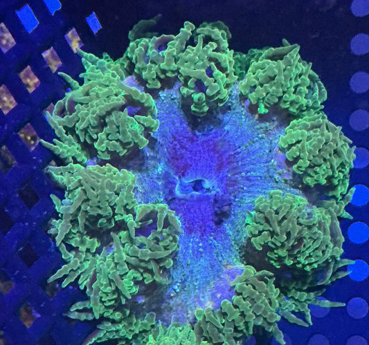 Ultra Rock Anemone 012