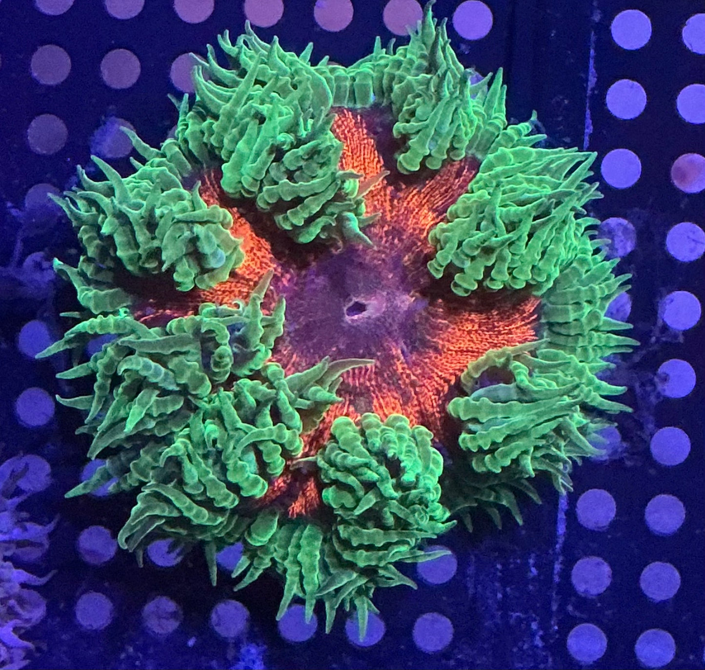 Ultra Rock Anemone 004
