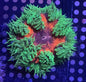 Ultra Rock Anemone 004