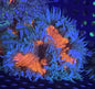 Ultra Rock Anemone 006