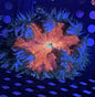 Ultra Rock Anemone 005