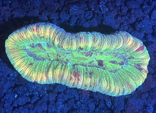 Aussie Trachy Brain Coral 001