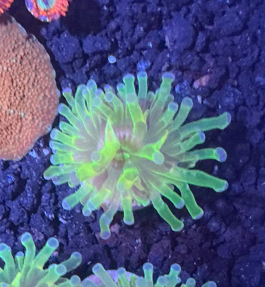 Frogpawn Coral 003