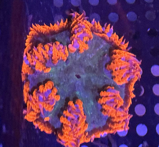 Ultra Rock Anemone 009