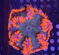Ultra Rock Anemone 009