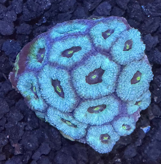 Micromussa Nano Colony 003