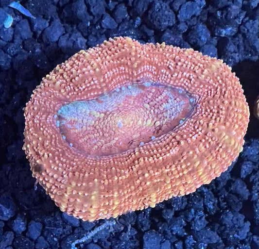 Acan Bowerbanki Frag  009