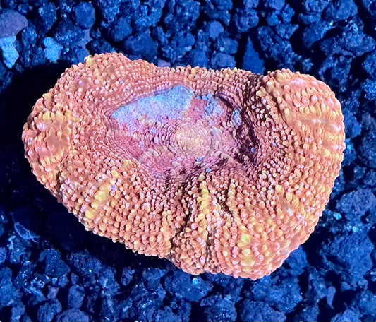 Acan Bowerbanki Frag  006