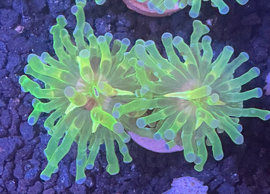 Frogpawn Coral 001