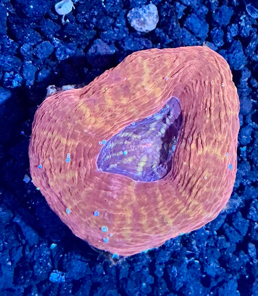 Acan Bowerbanki Frag  007