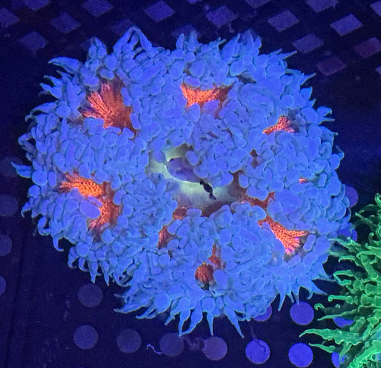 Ultra Rock Anemone 007