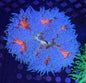 Ultra Rock Anemone 007