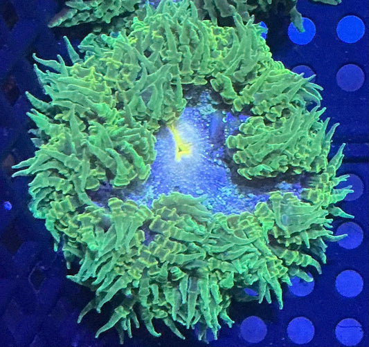 Ultra Rock Anemone 011