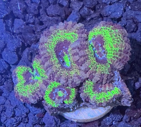 Lord Acan Frag  005