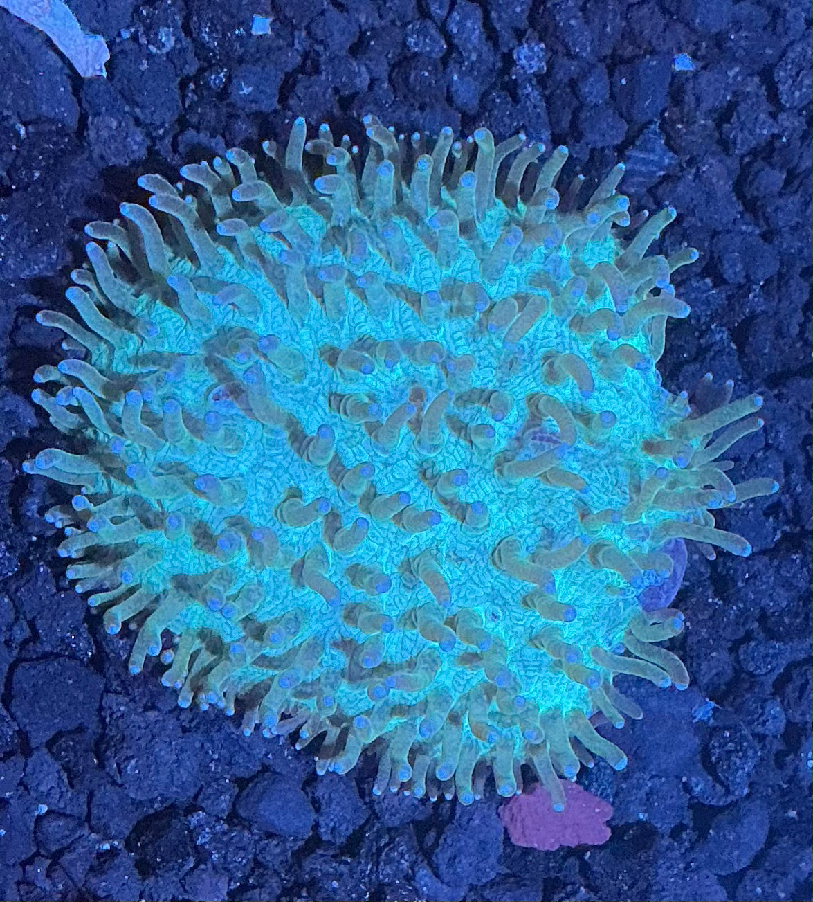 Tongue Coral Frag 001