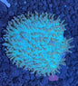 Tongue Coral Frag 001
