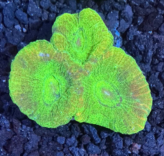Goniastrea Frag 010
