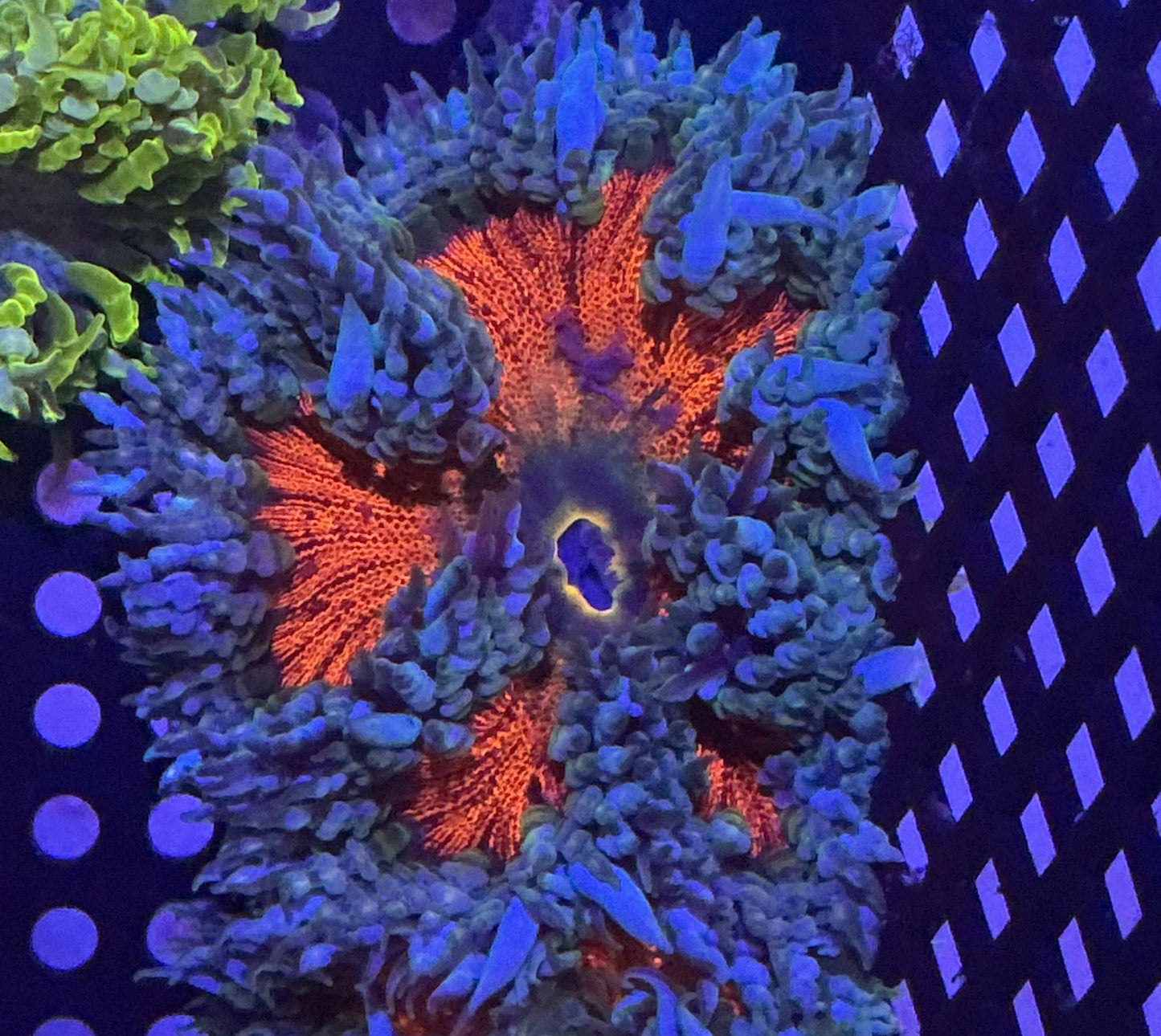 Ultra Rock Anemone 003