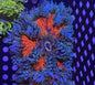 Ultra Rock Anemone 003