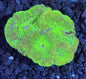 Goniastrea Frag 009