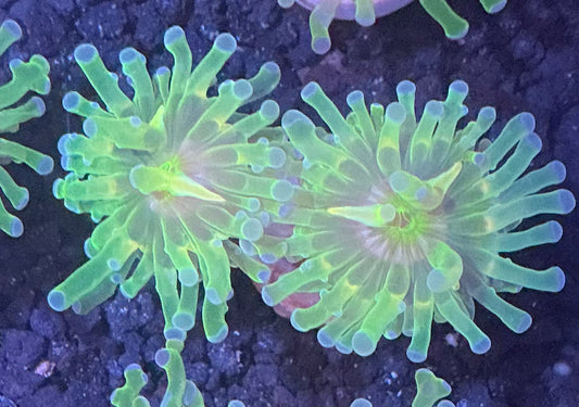 Frogpawn Coral 002