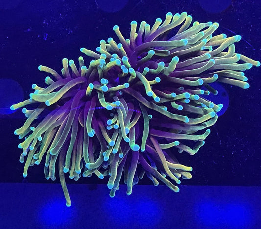 Blue Tip Indo Gold Torch 4 Heads 004