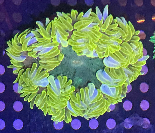 Ultra Rock Anemone 008