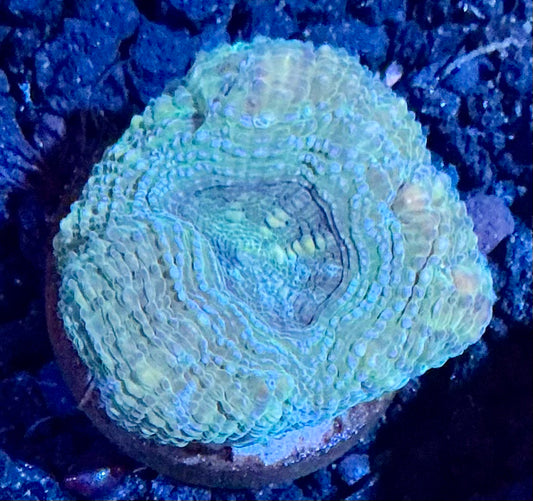 Acan Bowerbanki Frag  008