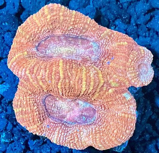 Acan Bowerbanki Frag  004