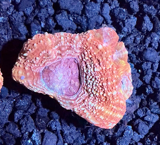 Acan Bowerbanki Frag  005