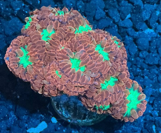 Blasto Merletti Frag 001