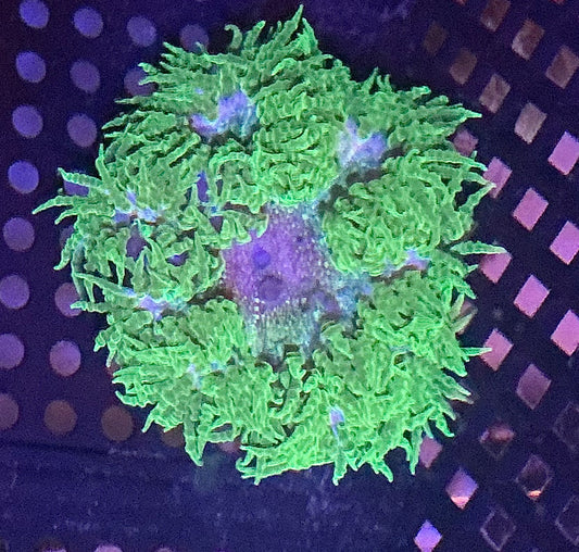 Ultra Rock Anemone 010