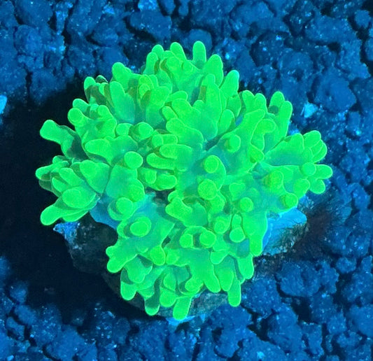 Bubble Coral Frag 001