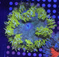 Ultra Rock Anemone 002