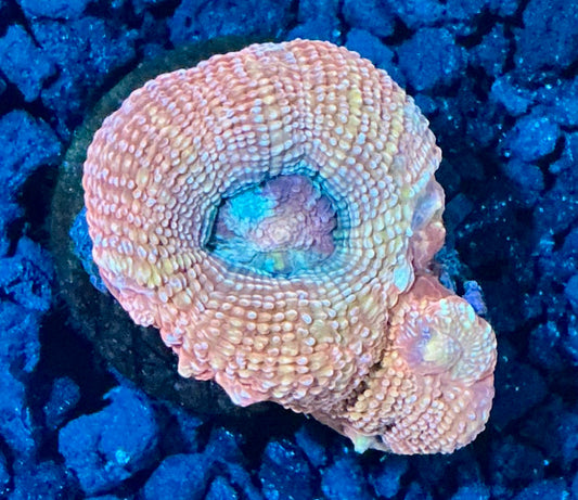 Acan Bowerbanki Frag  003