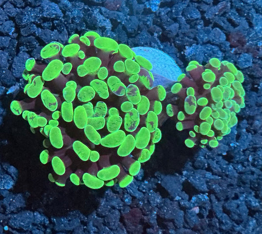 Branching Hammer Coral 006