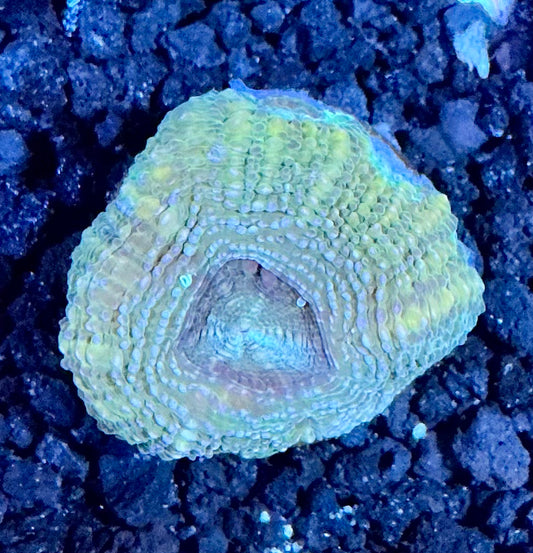 Acan Bowerbanki Frag  010