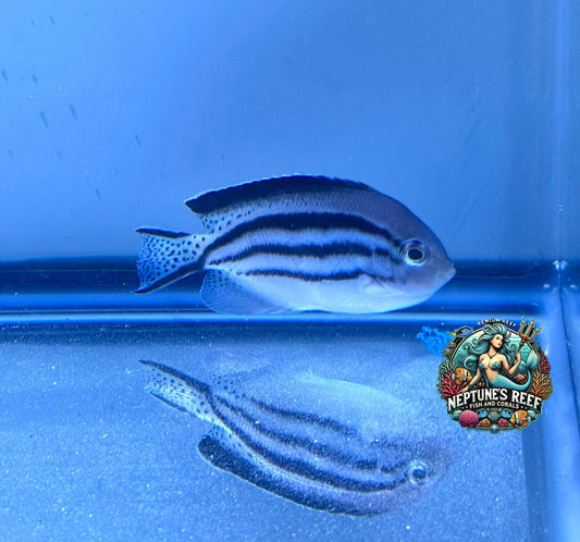Lamarck Angelfish