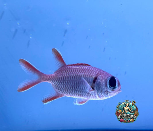 Big Eye Black Bar Soldierfish