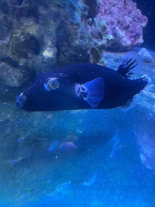 Midnight Puffer