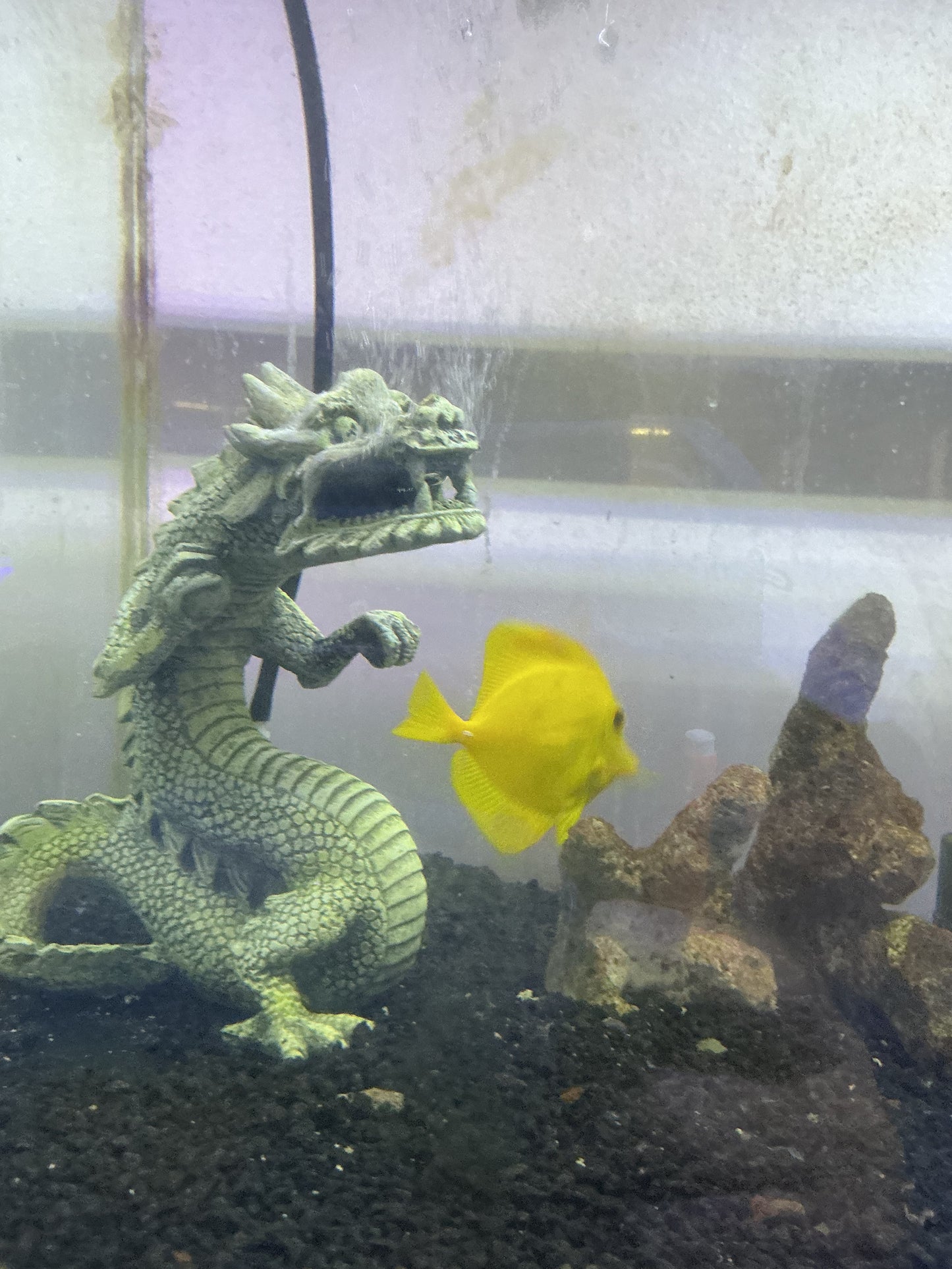 Hawaiian Yellow Tang