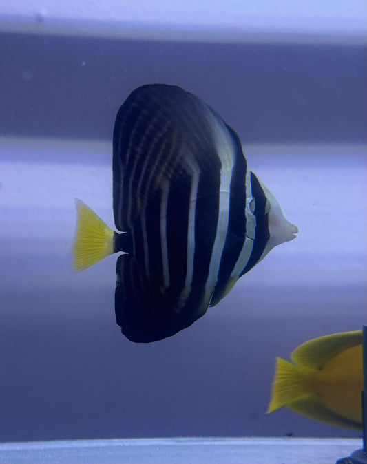 Sailfin Tang