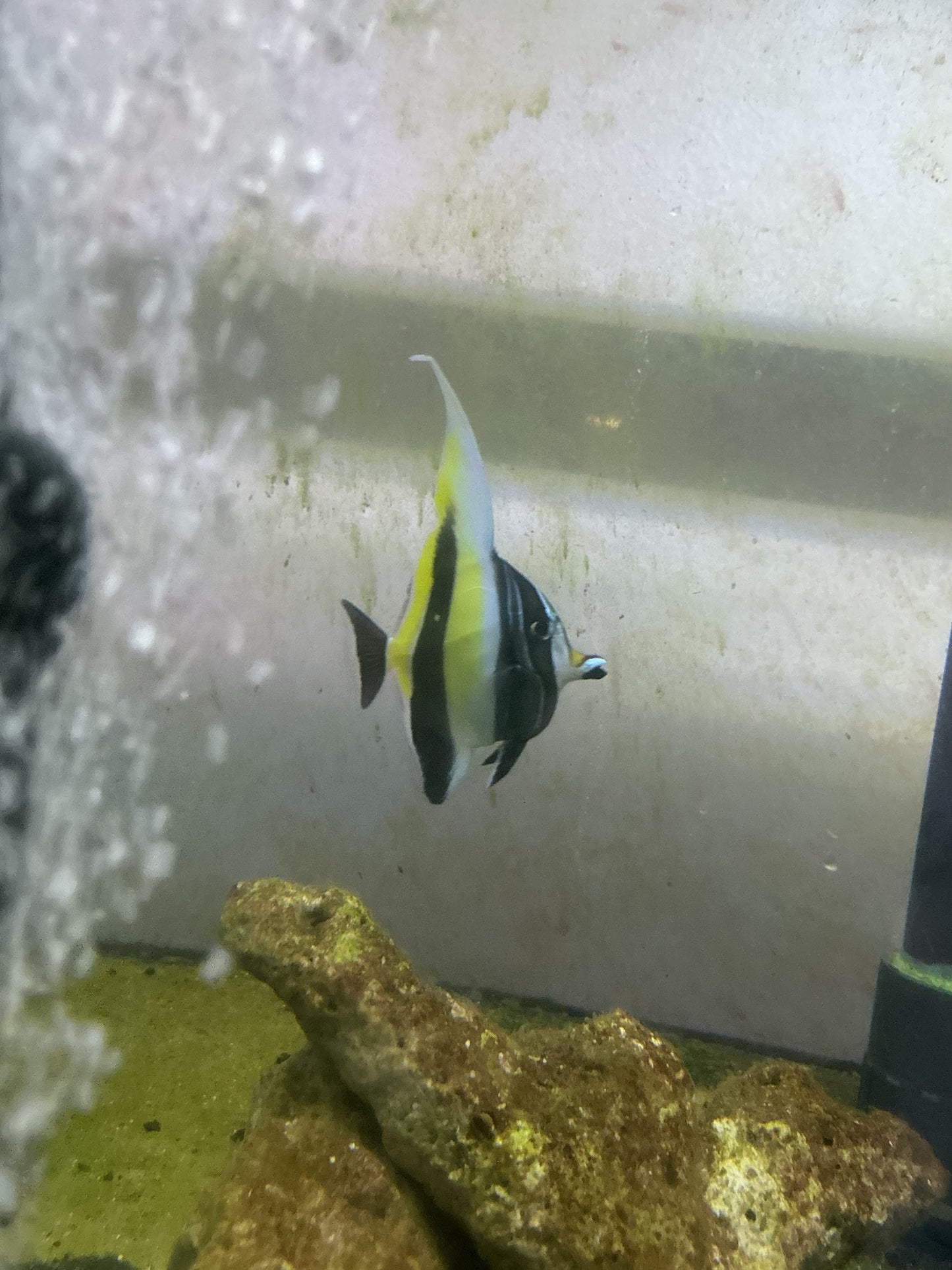 Moorish Idol